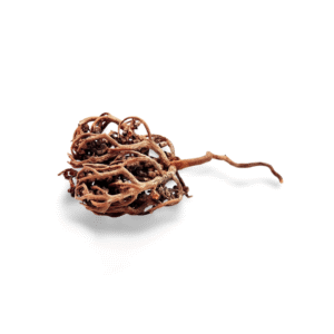 Rose de Jéricho – Fertilité, Maternité & Équilibre Féminin
